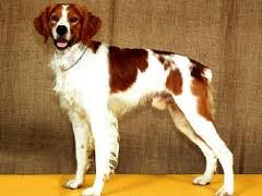 bretonsky_spaniel