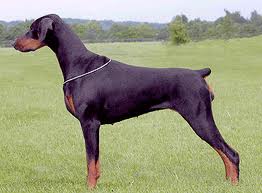 doberman