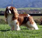 kavalier_king_charles_spaniel