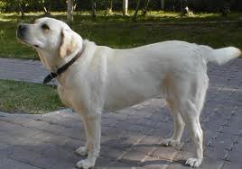 labradorsky_retriever