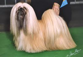 lhasa_apso