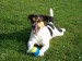 jack_russel_terier