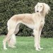 saluki