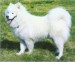 samojed